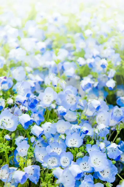 Close-up of Nemophila menziesii (baby blue-eyed flower), flower field of Park, spring, Ibaraki Prefecture, Japan