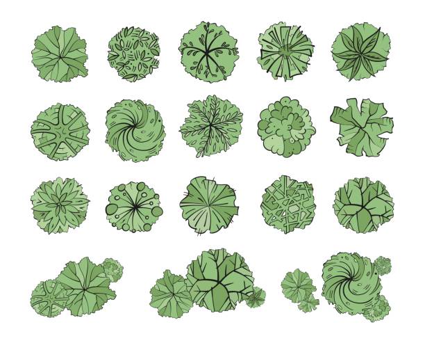 różne drzewa, krzewy i krzewy, widok z góry na plan projektowania krajobrazu. ilustracja wektorowa, odizolowana na białym tle. - treetop stock illustrations