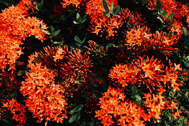 istock beautiful nature in Thailand 1181368840