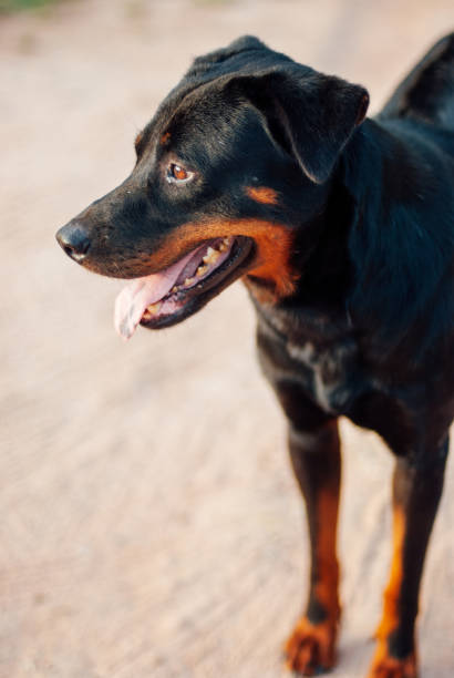 istock Black Healthy Dog 1181369823