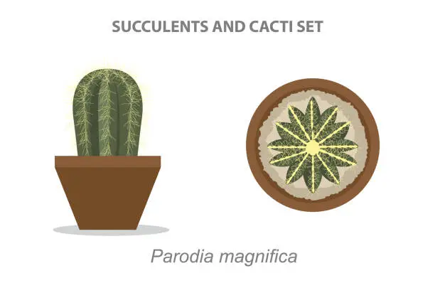 Vector illustration of Parodia Magnifica Succulent and Cacti Set Vector Illustration