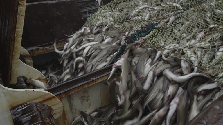 Lifting and unloading a trawl with fish.