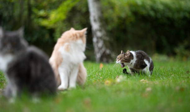 cat throwing up british shorthair cat throwing up outdoors on grass while two other cats watching puke green color stock pictures, royalty-free photos & images