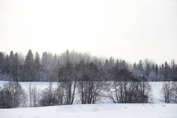 istock Landscape in the winter cloudy day 1181372504