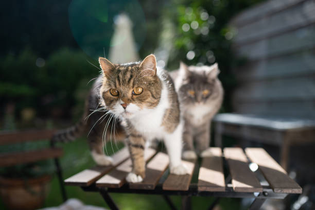 istock two cats outdoors 1181372650