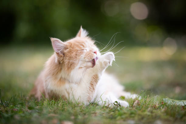 grooming cat cream tabby ginger maine coon cat lying on grass grooming licking it's paw outdoors in the back yard with closed eyes longhair cat photos stock pictures, royalty-free photos & images