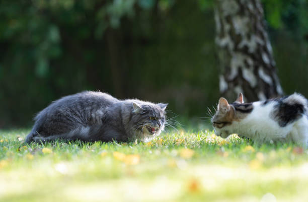 cat hissing two cats face to face. maine coon cat hissing at another cat outdoors in garden hissing photos stock pictures, royalty-free photos & images