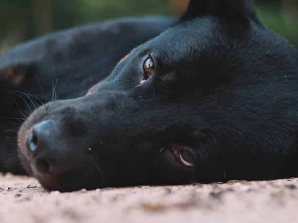 istock Homeless Dog 1181376048