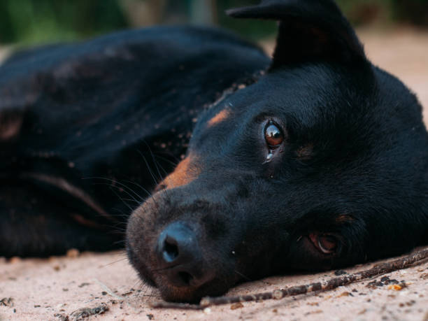 istock Homeless Dog 1181376075