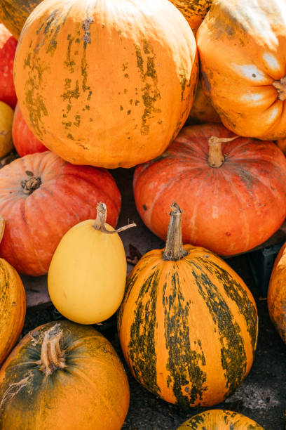 istock A pile of pumpkins 1181377187