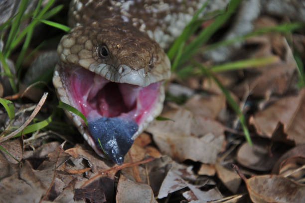 istock A Blue Tongue Lizard in Gingin, Western Australia 1181378079