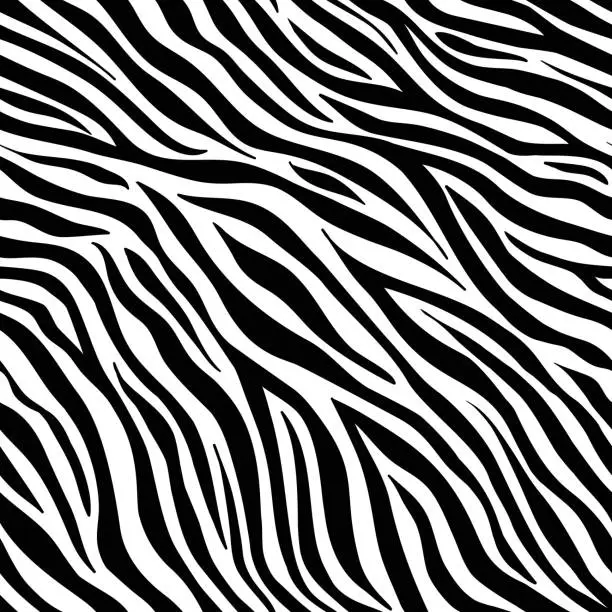 Vector illustration of Zebra animal pattern, white background. Vector striped texture.