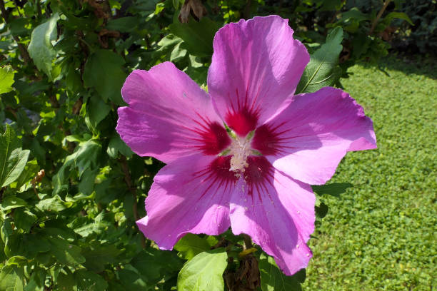 istock A beautiful pink flower surrounded by green branches 1181378702