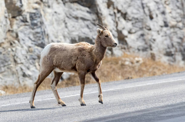 A Bighorn sheep crosses a road. Taken in Banff, Canada
