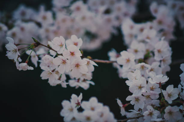 istock Cherry blossoms with Japan 1181379752