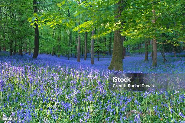 Photo libre de droit de Printemps Bluebells banque d'images et plus d'images libres de droit de Forêt de Dean - Forêt de Dean, Campanule, Gloucestershire