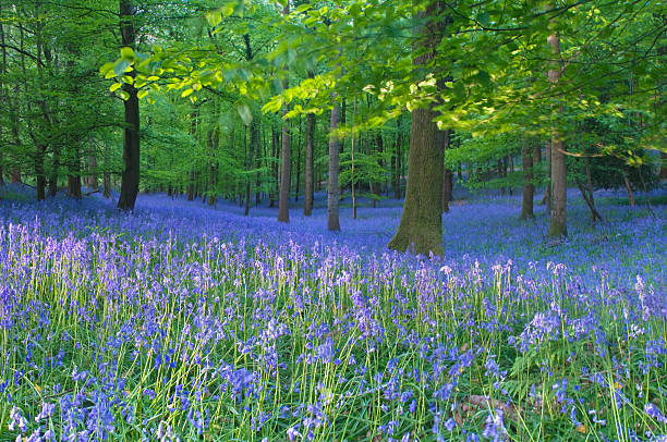 Spring bluebells.  glade photos stock pictures, royalty-free photos & images