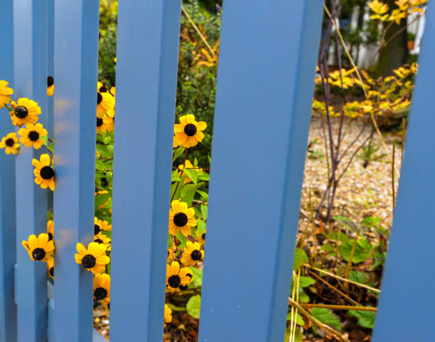 Flowers peering through the gaps in a blue fence