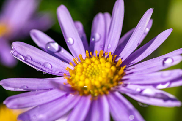 istock Purple chrysanthemum after the rain 1181381940