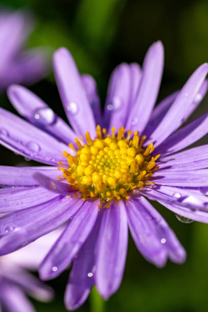 istock Purple chrysanthemum after the rain 1181381974