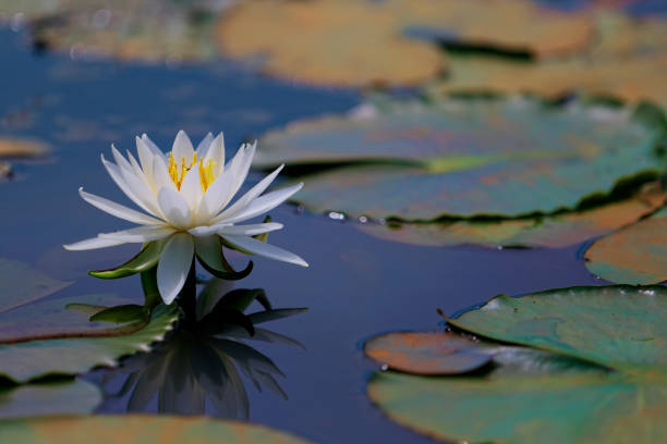 campo di loto - lotus water lily white flower foto e immagini stock