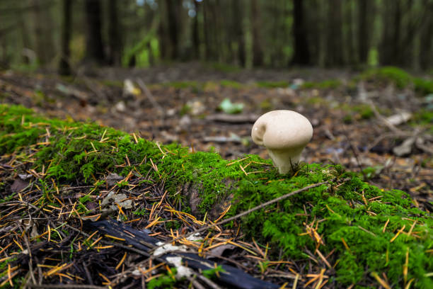 istock Mushroom Hunting 1181382863