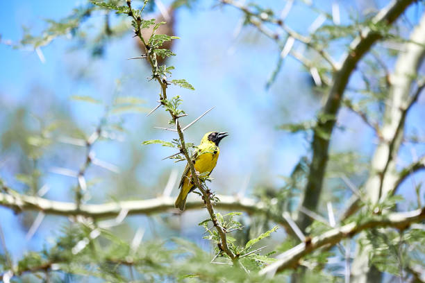 istock Bird in South Africa 1181382904