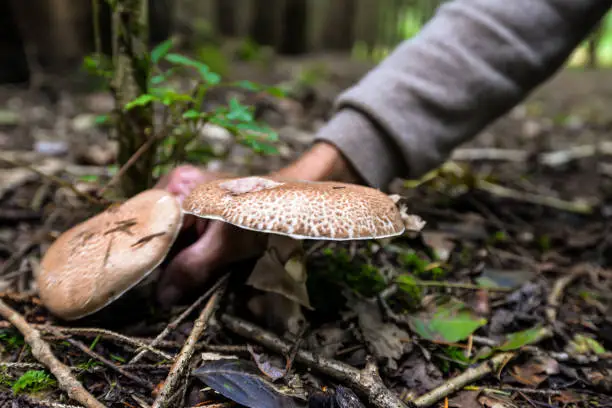 Hunting for mushrooms in a small forest near Silverstone in Northamptonshire, UK