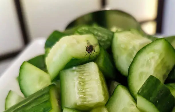 fly insect on freshly chopped cucumber pieces. raw vegetables