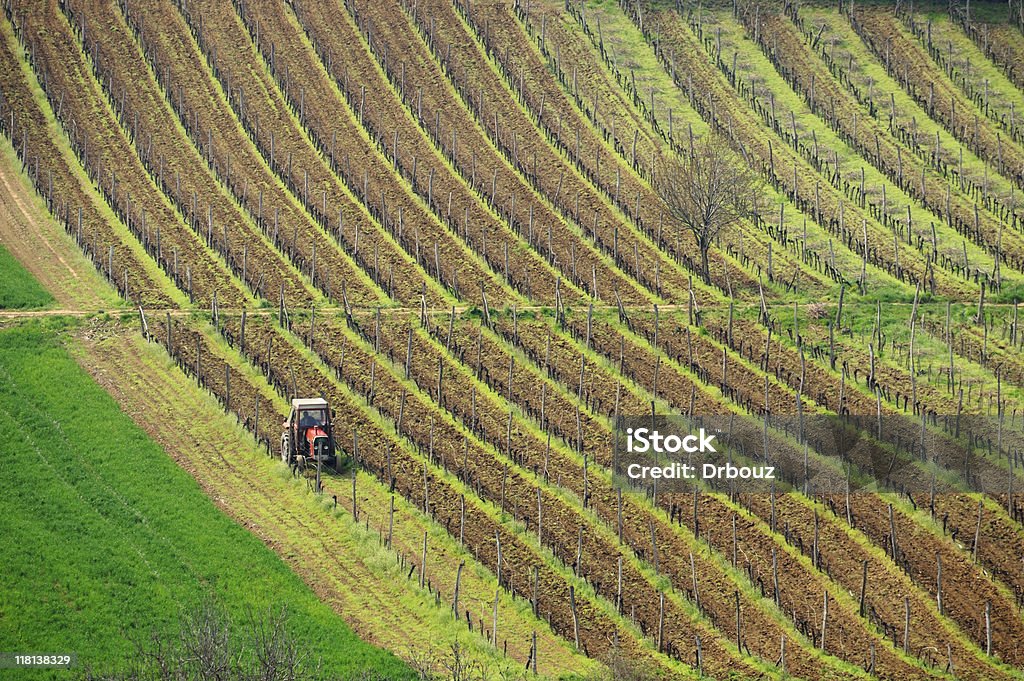 vigna - Foto stock royalty-free di Agricoltura