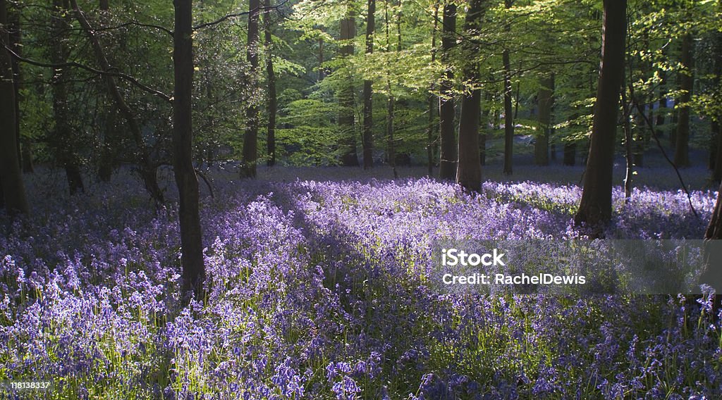 La primavera en el bosque con bluebells. - Foto de stock de Bosque de Dean libre de derechos