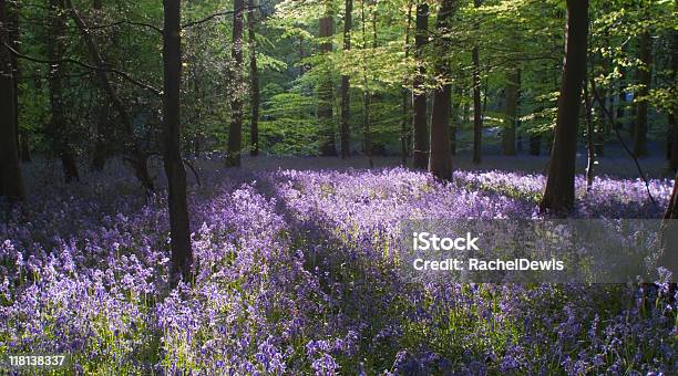 La Primavera En El Bosque Con Bluebells Foto de stock y más banco de imágenes de Bosque de Dean - Bosque de Dean, Aire libre, Antiguo