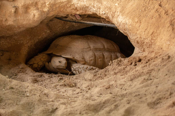 istock Dessert tortoise in Qatar Desert. 1181383568