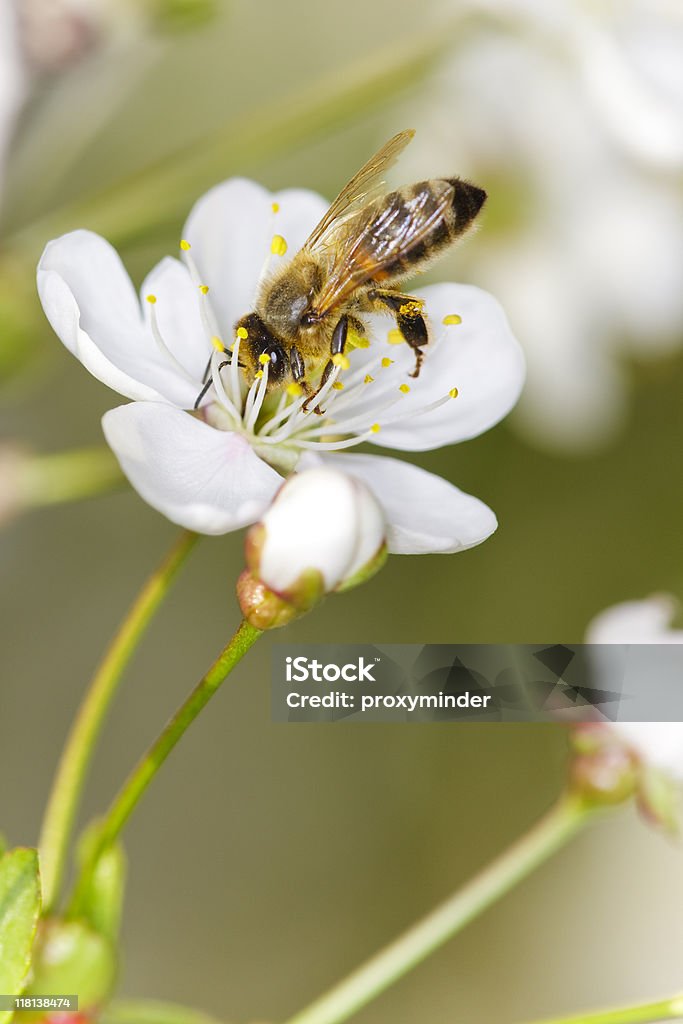 Honeybee の花 - カラー画像のロイヤリティフリーストックフォト