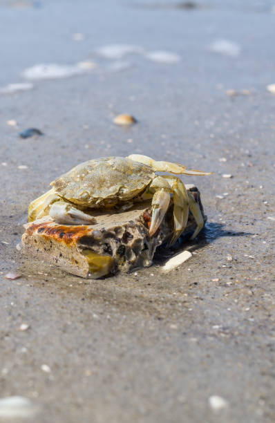 istock Crab on the beach at Ebbe on the North Sea 1181384827