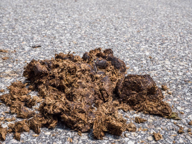 istock horse manure is on the dirt road 1181386329