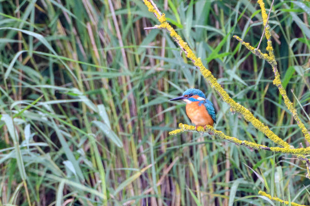 obyčejný ledňáček obecný (alcedo atthis) sedící na větvičce v přírodní rezervaci - ledňáčkovití fotky - stock snímky, obrázky a fotky