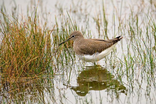 Common sandpiper (Actitis hypoleucos) wading through a shallow marsh lake in a nature reserve