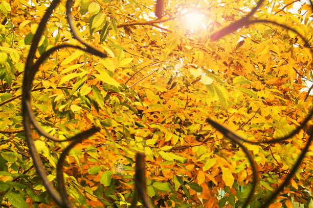 istock Beautiful autumn. Yellow trees. Abstract photo 1181386719