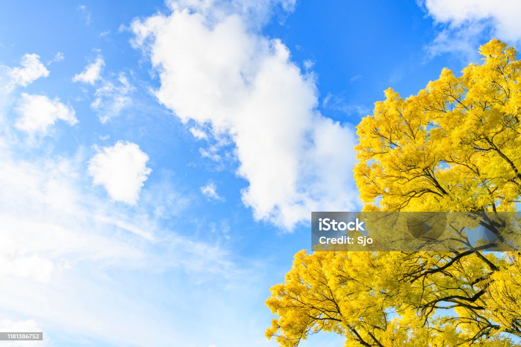 Fall tree upwards view with a blue sky and fluffy white clouds in the background Golden or yellow leaves on a Golden Ash tree in the fall. The Fraxinus excelsior jaspidea is standing tall in the public citypark of Kampen, The Netherlands. Ash Tree Stock Photo