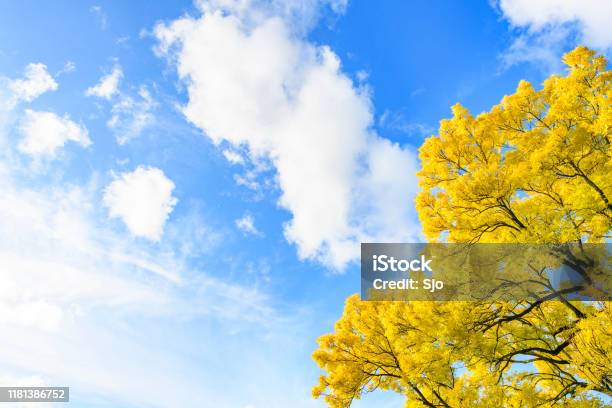 Fall Tree Upwards View With A Blue Sky And Fluffy White Clouds In The Background Stock Photo - Download Image Now
