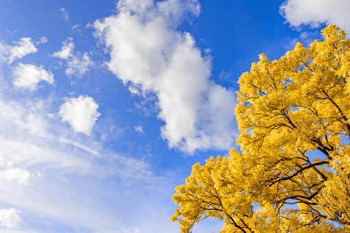 Golden or yellow leaves on a Golden Ash tree in the fall. The Fraxinus excelsior jaspidea is standing tall in the public citypark of Kampen, The Netherlands.