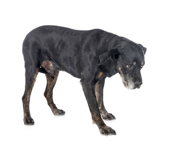 mixed-breed labrador retriever - dog sadness large isolated imagens e fotografias de stock