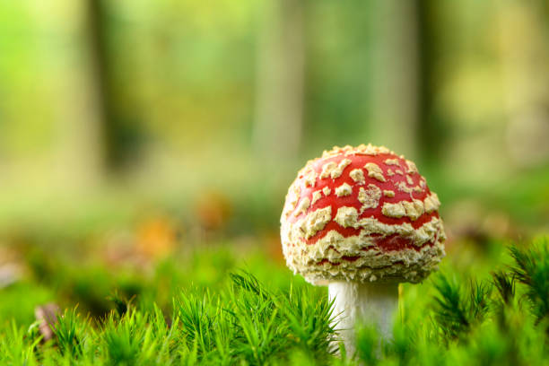 istock Fly agaric or fly amanita on moss covered forest floor during a beautiful fall day 1181387441