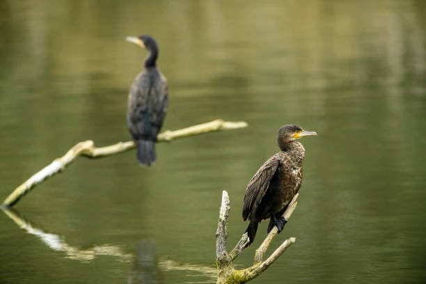 自然保護区の棒の上に座っている偉大なコーモラントまたは偉大な黒いコーモラントの少年と大人 - great black cormorant ストックフォトと画像