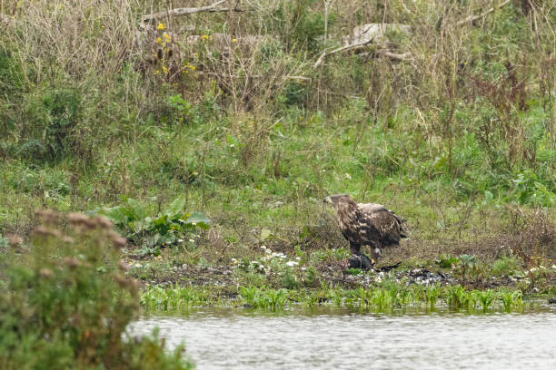 istock White tailed eagle or sea eagle juvenile eating from a Great Cormorant prey in the Oostvaardersplassen nature reserve 1181387912