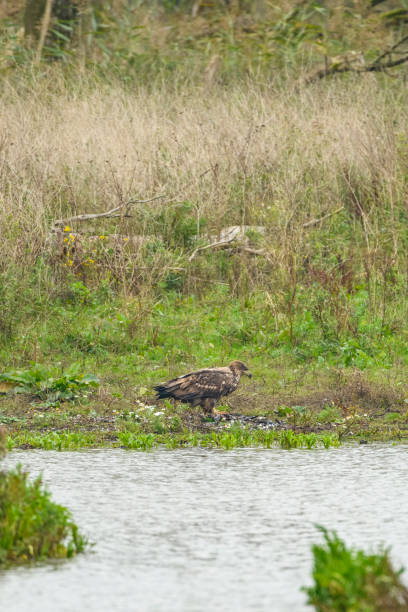 istock White tailed eagle or sea eagle juvenile eating from a Great Cormorant prey in the Oostvaardersplassen nature reserve 1181388016