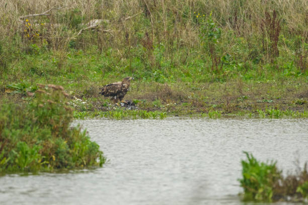 istock White tailed eagle or sea eagle juvenile eating from a Great Cormorant prey in the Oostvaardersplassen nature reserve 1181388036