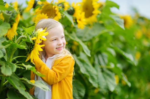 Adorable girl playing in blooming sunflower field on beautiful summer day. Child having fun outdoors picking fresh flowers.