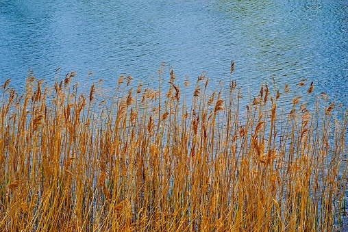 stems of dry yellow grass closeup in the foreground on the background of the water of a lake or pond